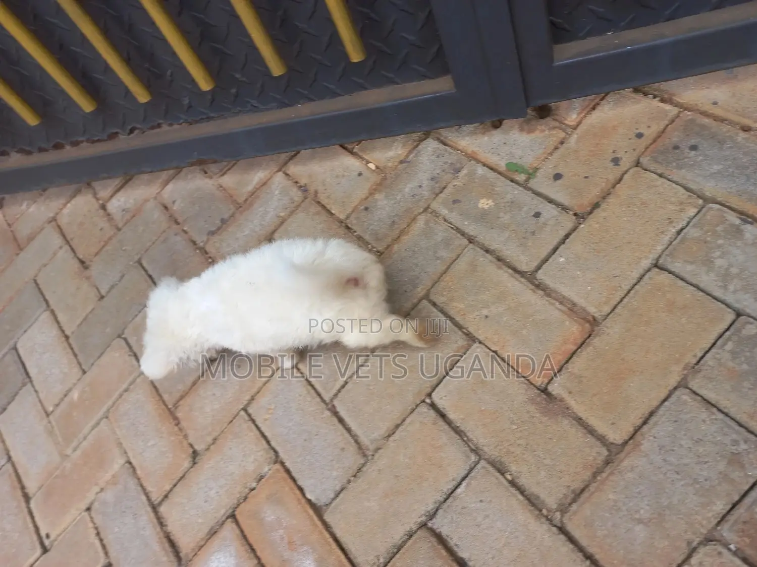 1-3 months Male Purebred Japanese Chin