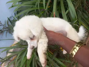 0-1 month Male Purebred Finnish Spitz