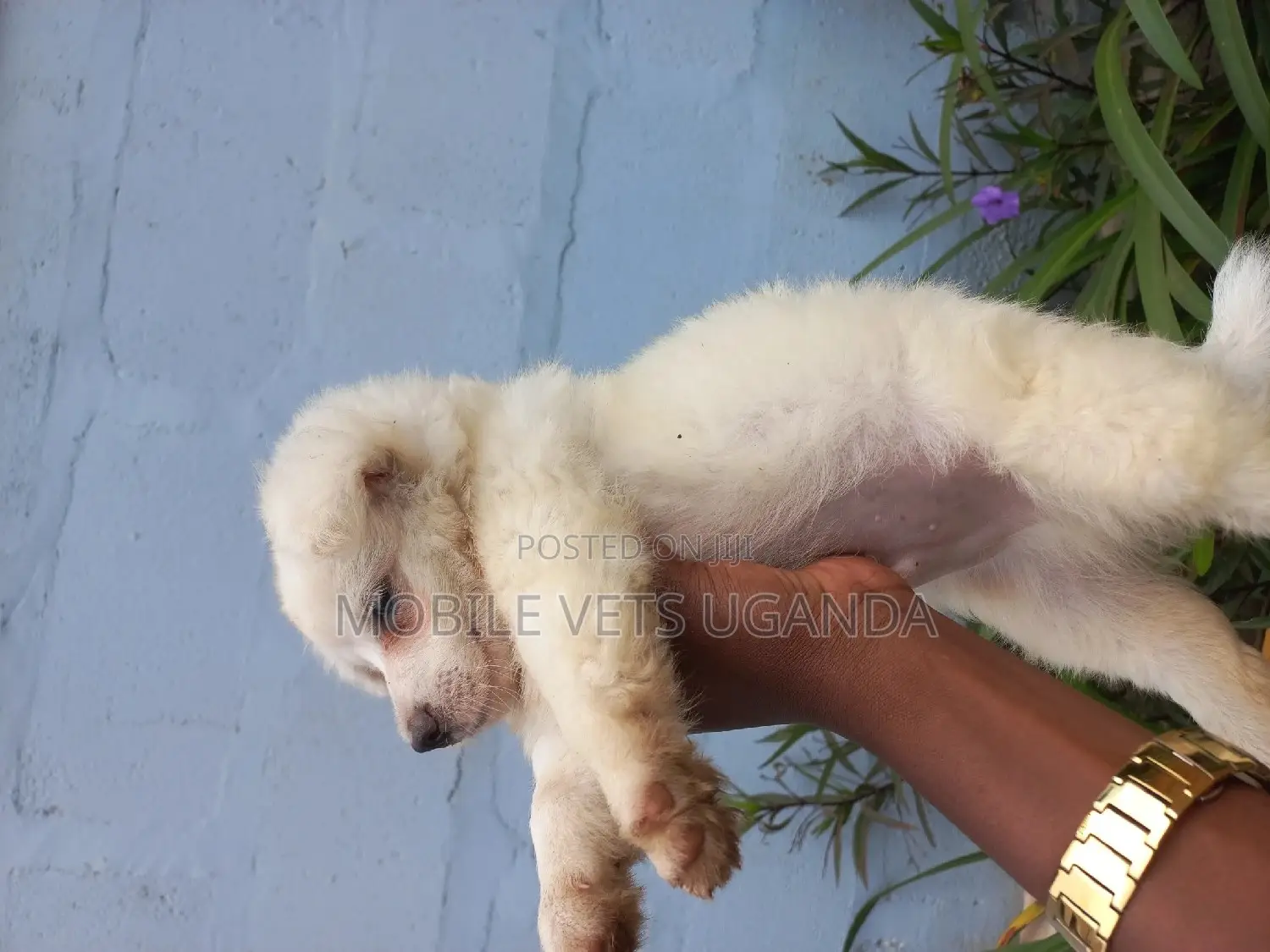 1-3 months Female Purebred Japanese Chin