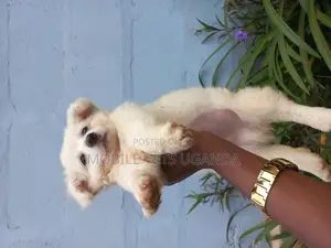 1-3 months Male Purebred Finnish Spitz