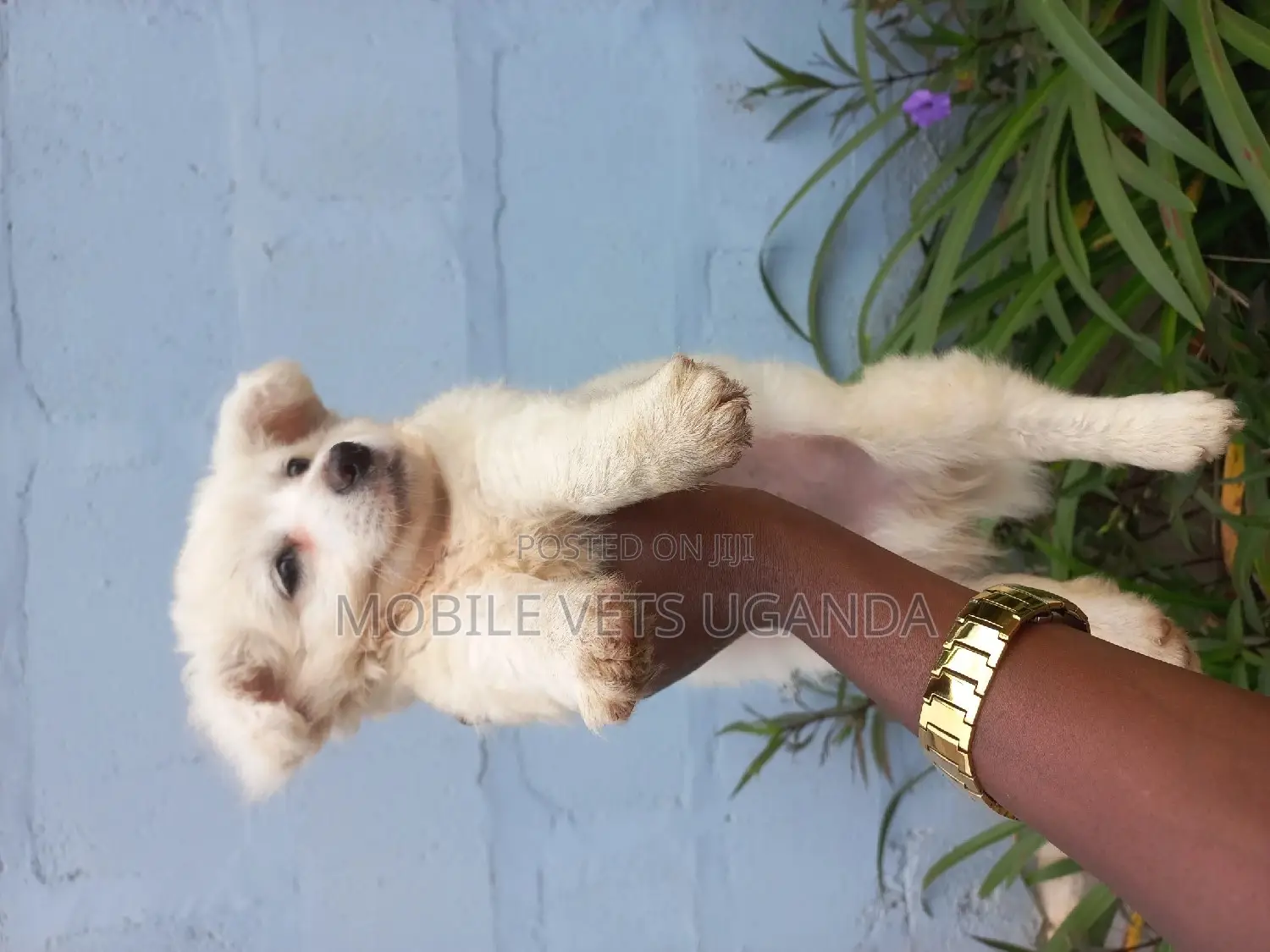 0-1 month Male Purebred Japanese Spitz