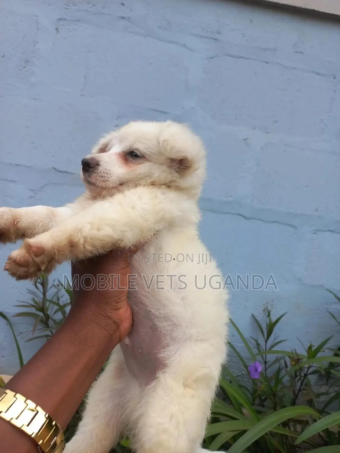 1-3 months Female Purebred Finnish Spitz