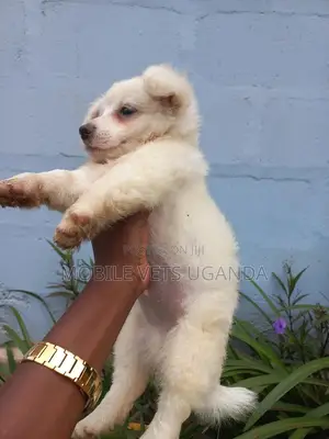 1-3 months Female Purebred Finnish Spitz