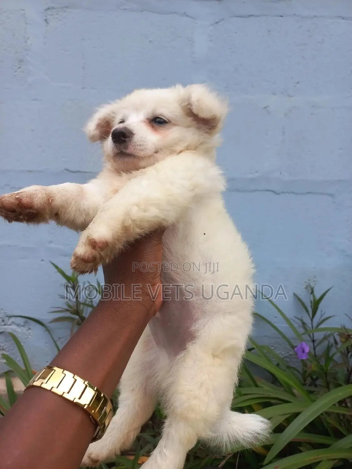 1-3 months Male Purebred Finnish Spitz