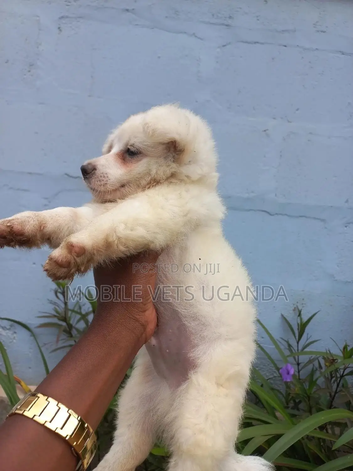 1-3 months Male Purebred Japanese Spitz