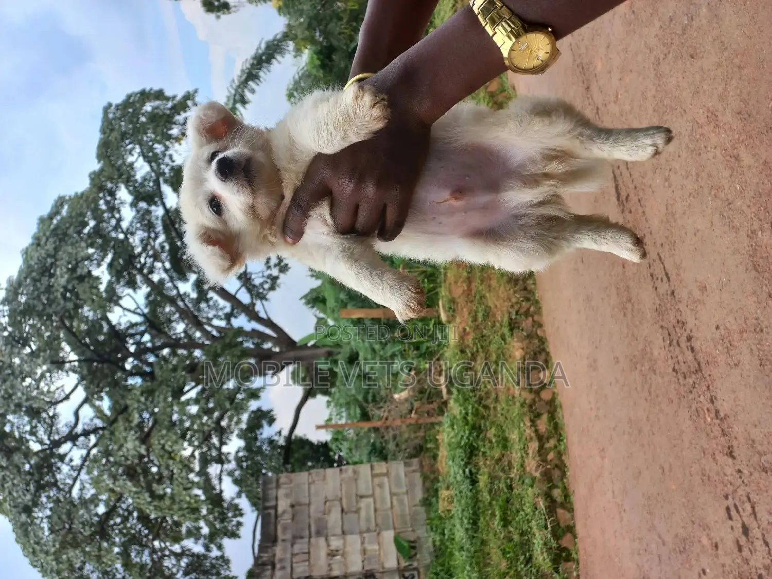 1-3 months Male Purebred Japanese Spitz