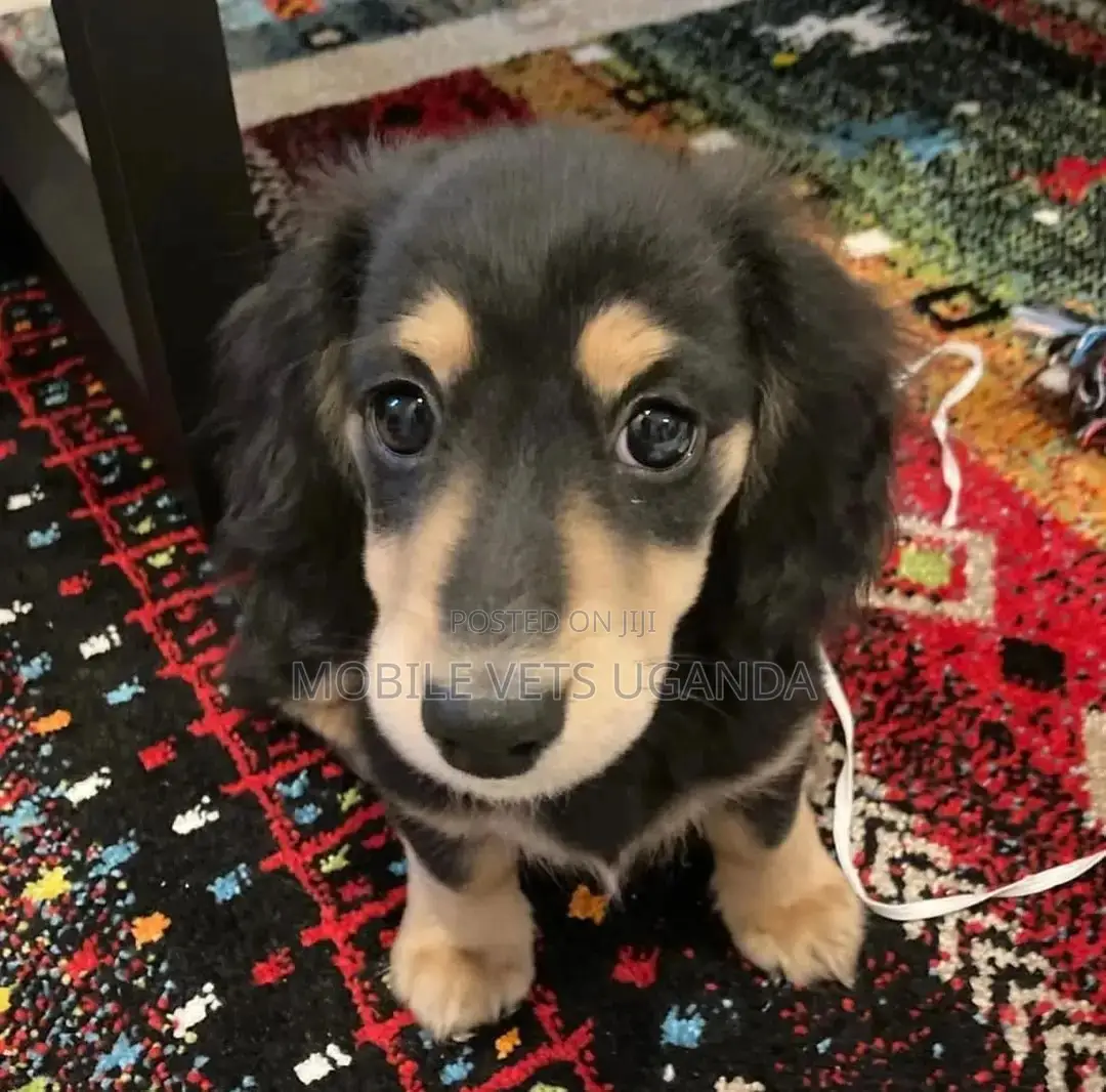 1-3 months Male Purebred Cocker Spaniel