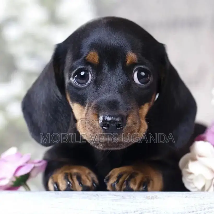 1-3 months Male Purebred Dachshund