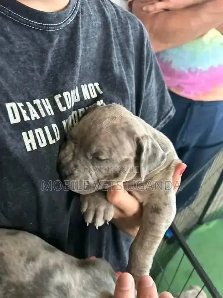1-3 months Female Purebred Boerboel