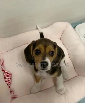 1-3 months Female Purebred Ibizan Hound