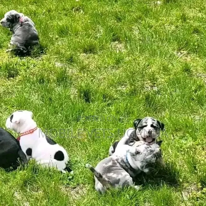 1-3 months Male Purebred Boerboel