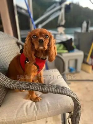 3-6 months Female Purebred Cocker Spaniel