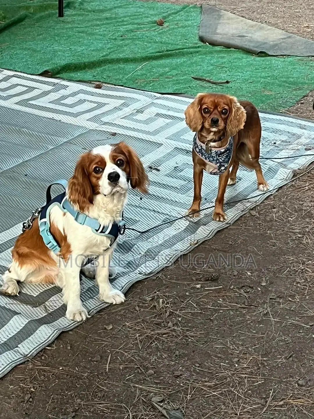 6-12 months Female Purebred English Cocker Spaniel