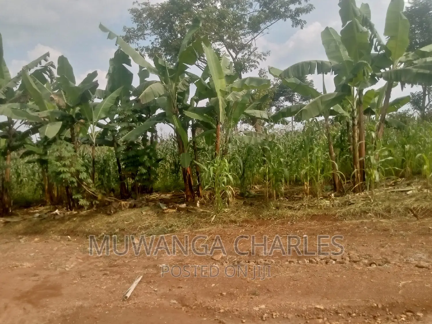 Plot's Available for Sale at Busukuma