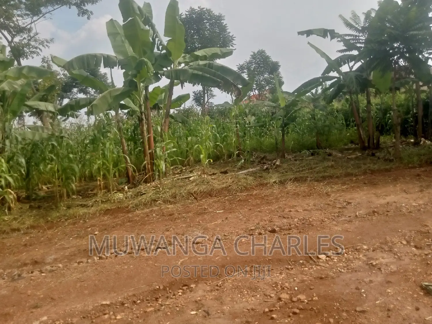 Plot's Available for Sale at Busukuma