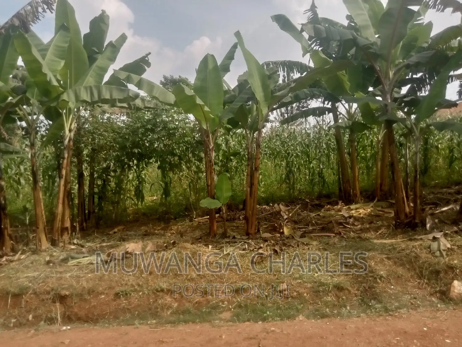 Plot's Available for Sale at Busukuma