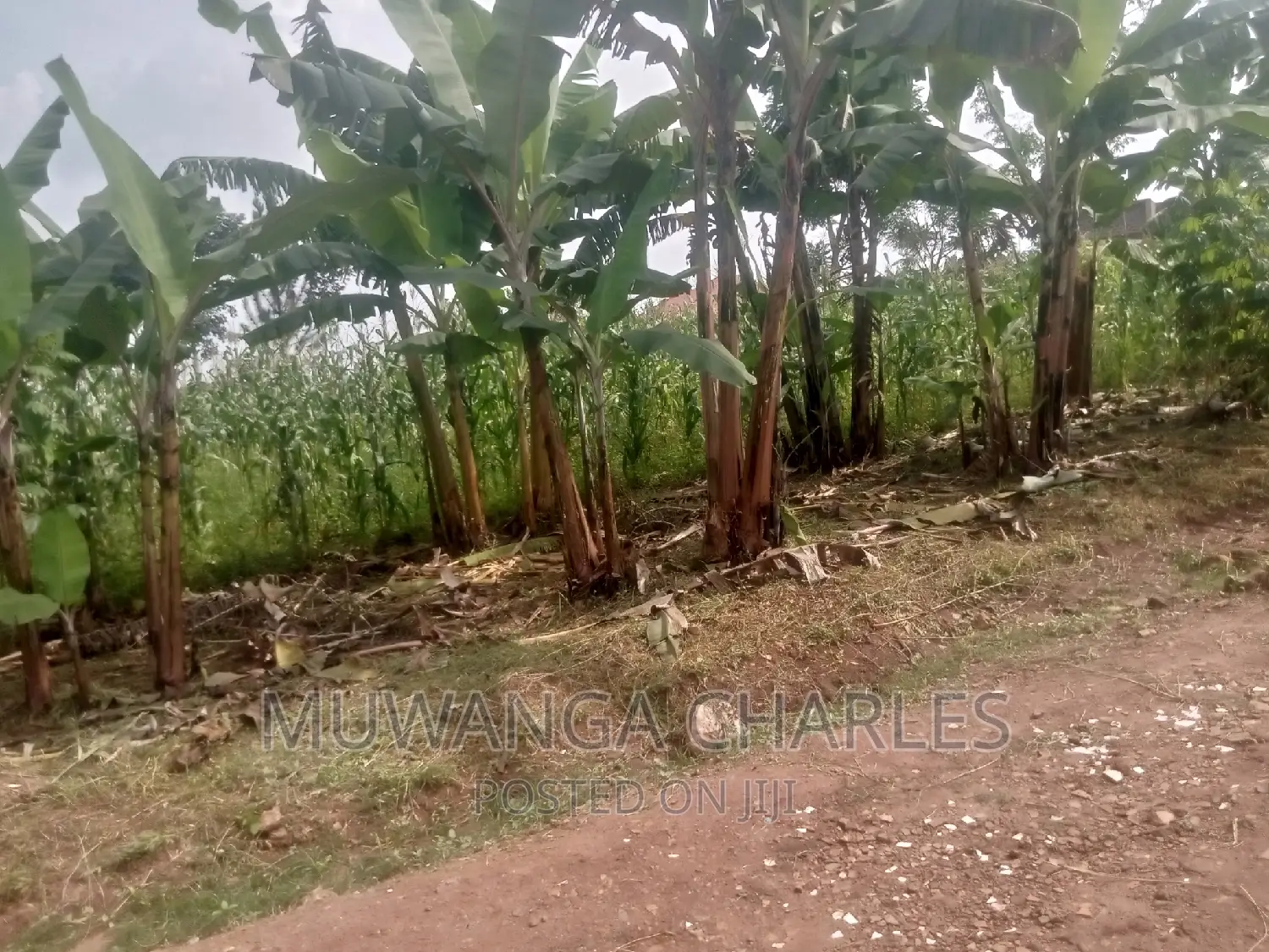 Plot's Available for Sale at Busukuma