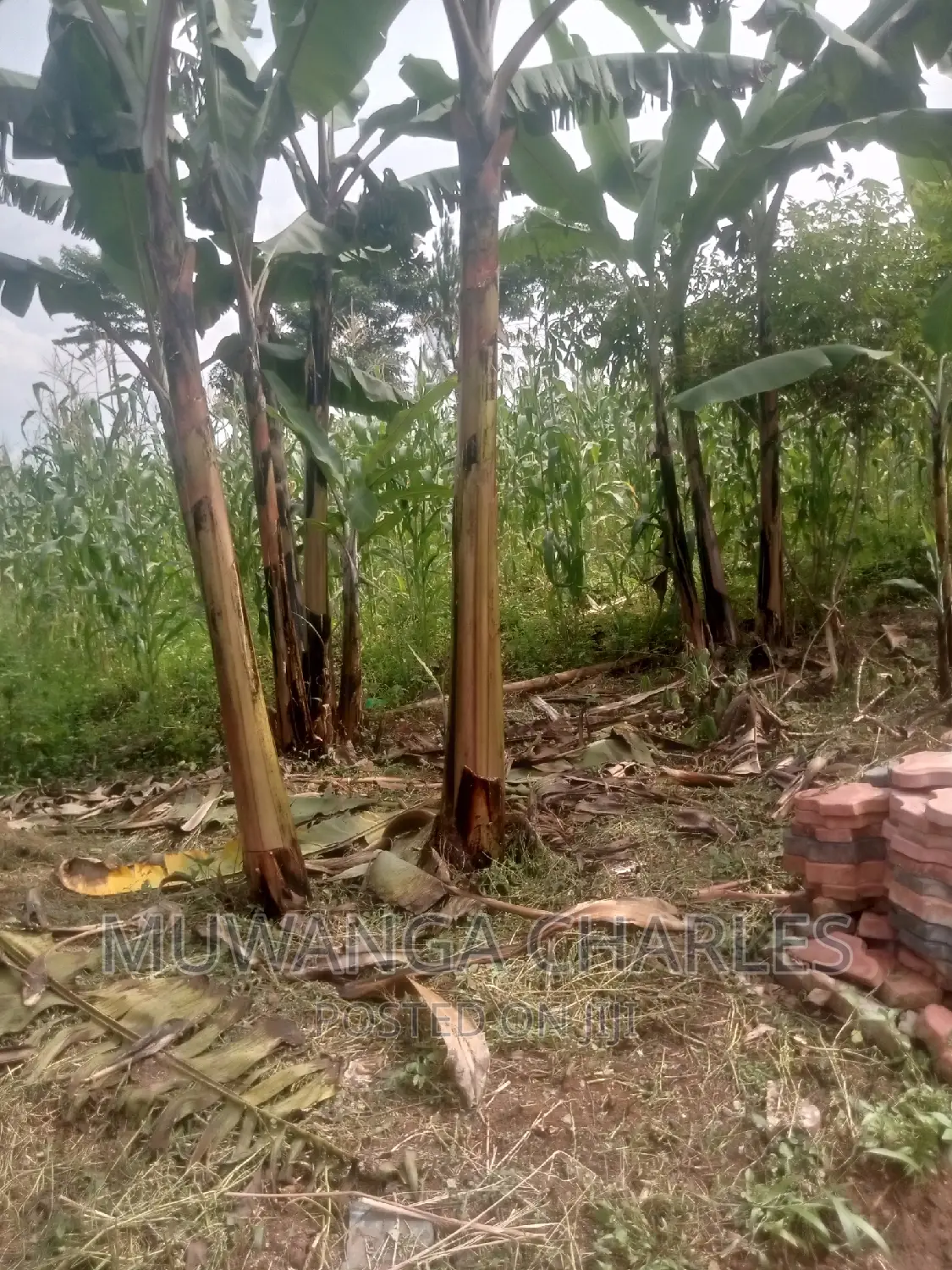Plot's Available for Sale at Busukuma