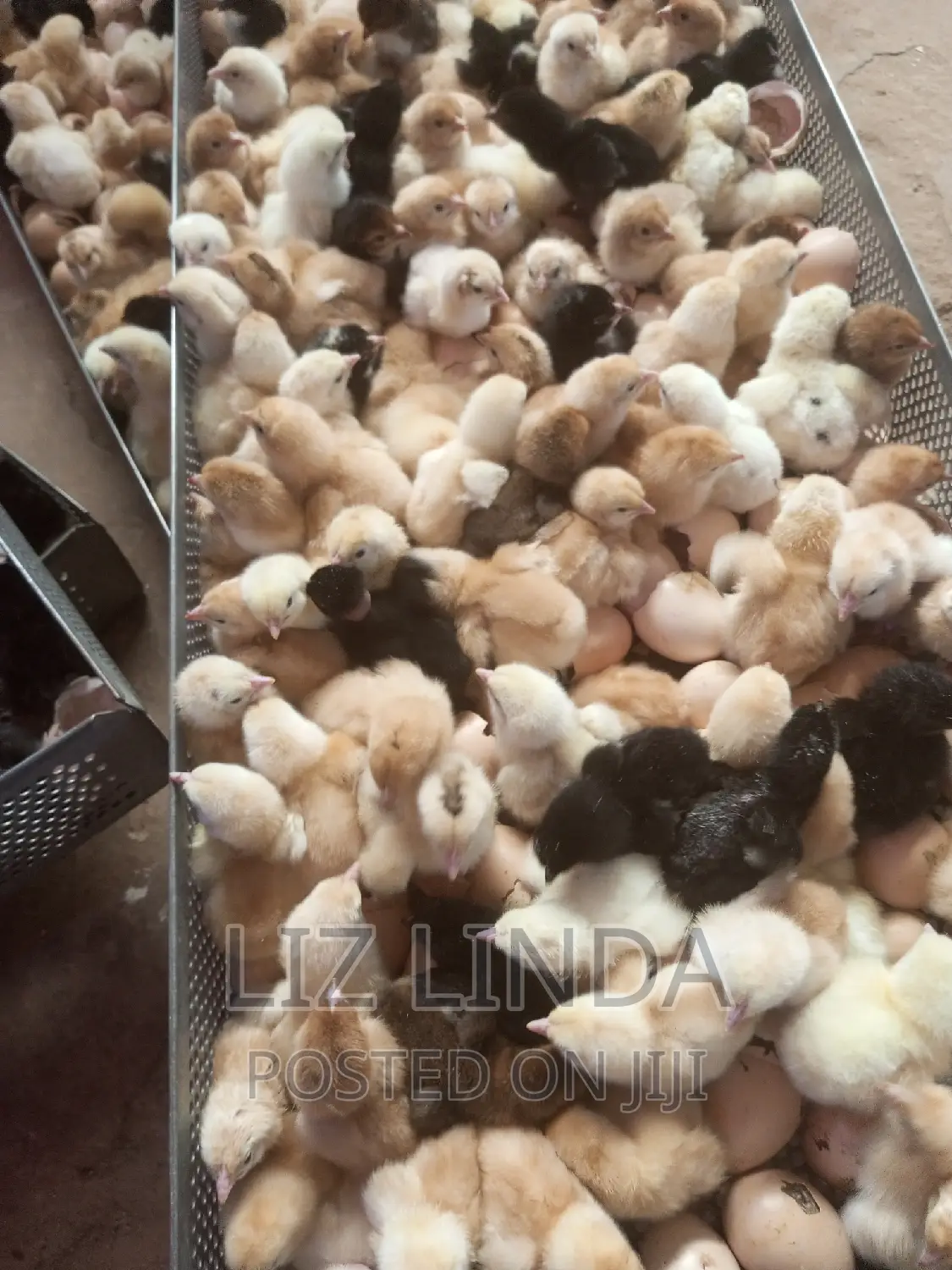 One Day Old Chicks Is for Sale.