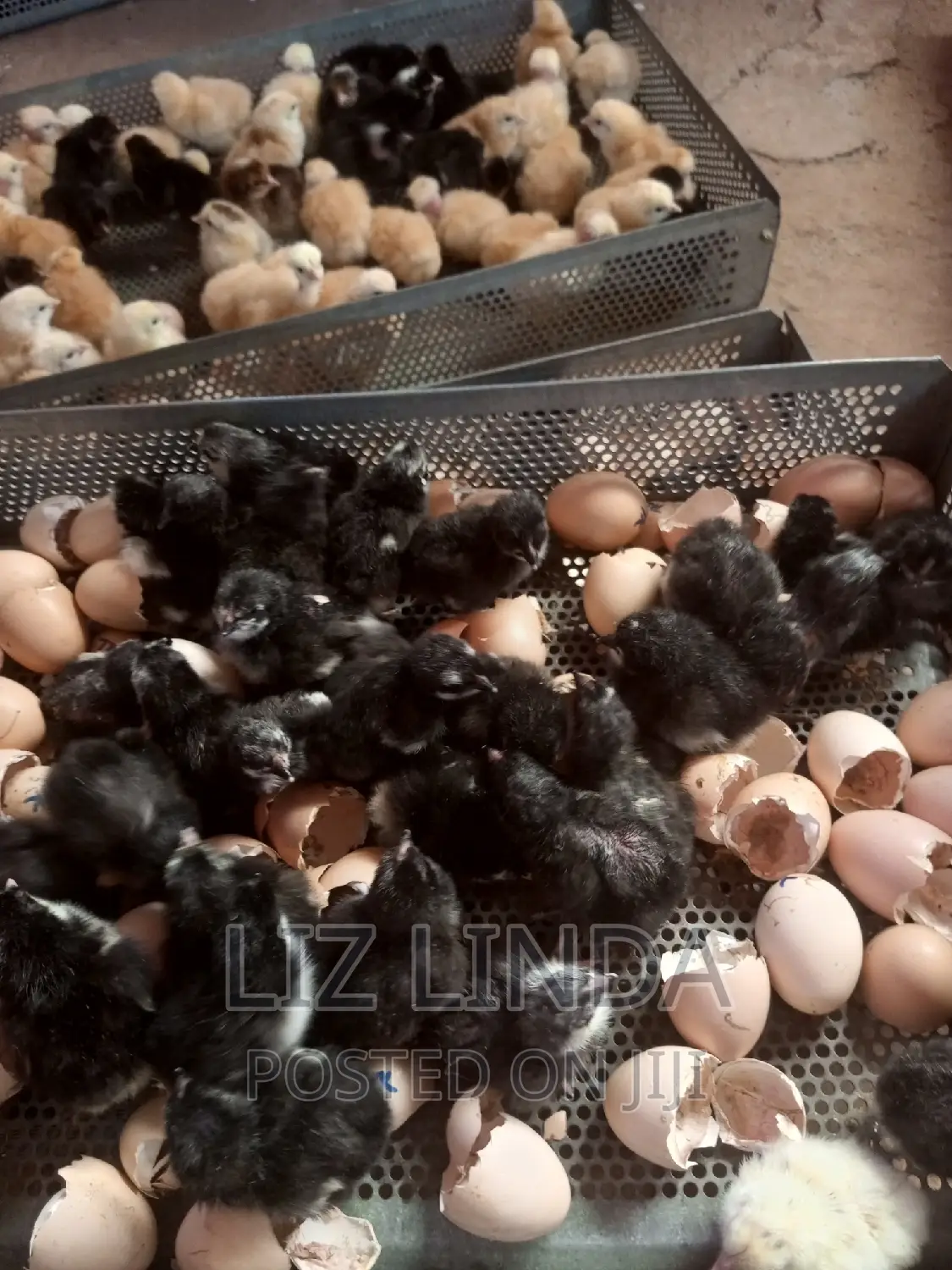 One Day Old Chicks Is on Sale.