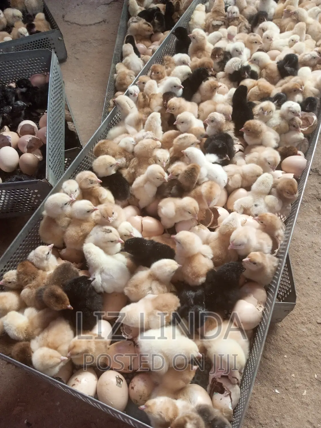 One Day Old Chicks Is on Sale.