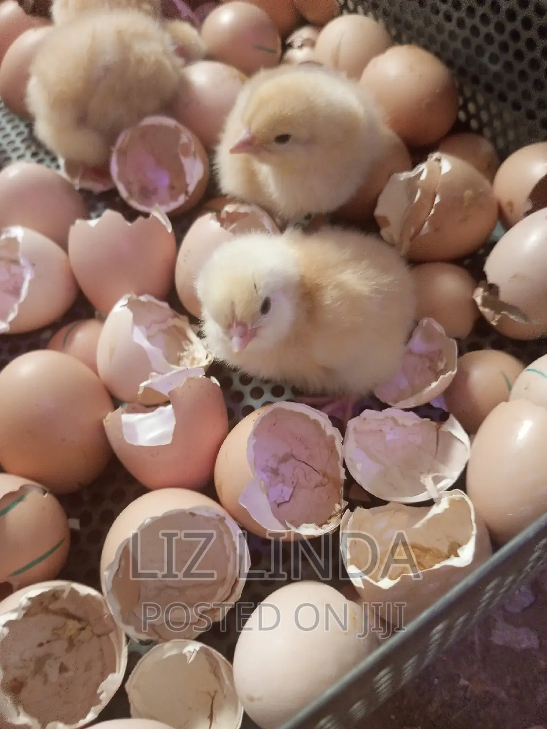 One Day Old Chicks Is for Sale ,2.