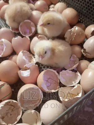 One Day Old Chicks Is for Sale ,2.