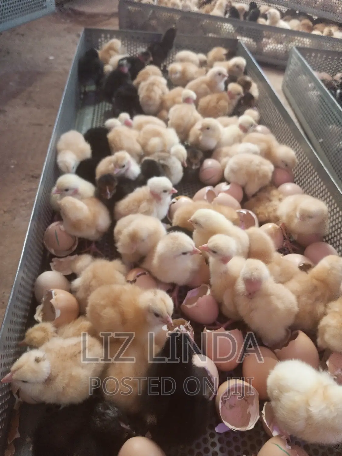 One Day Old Chicks Is for Sale ,2.