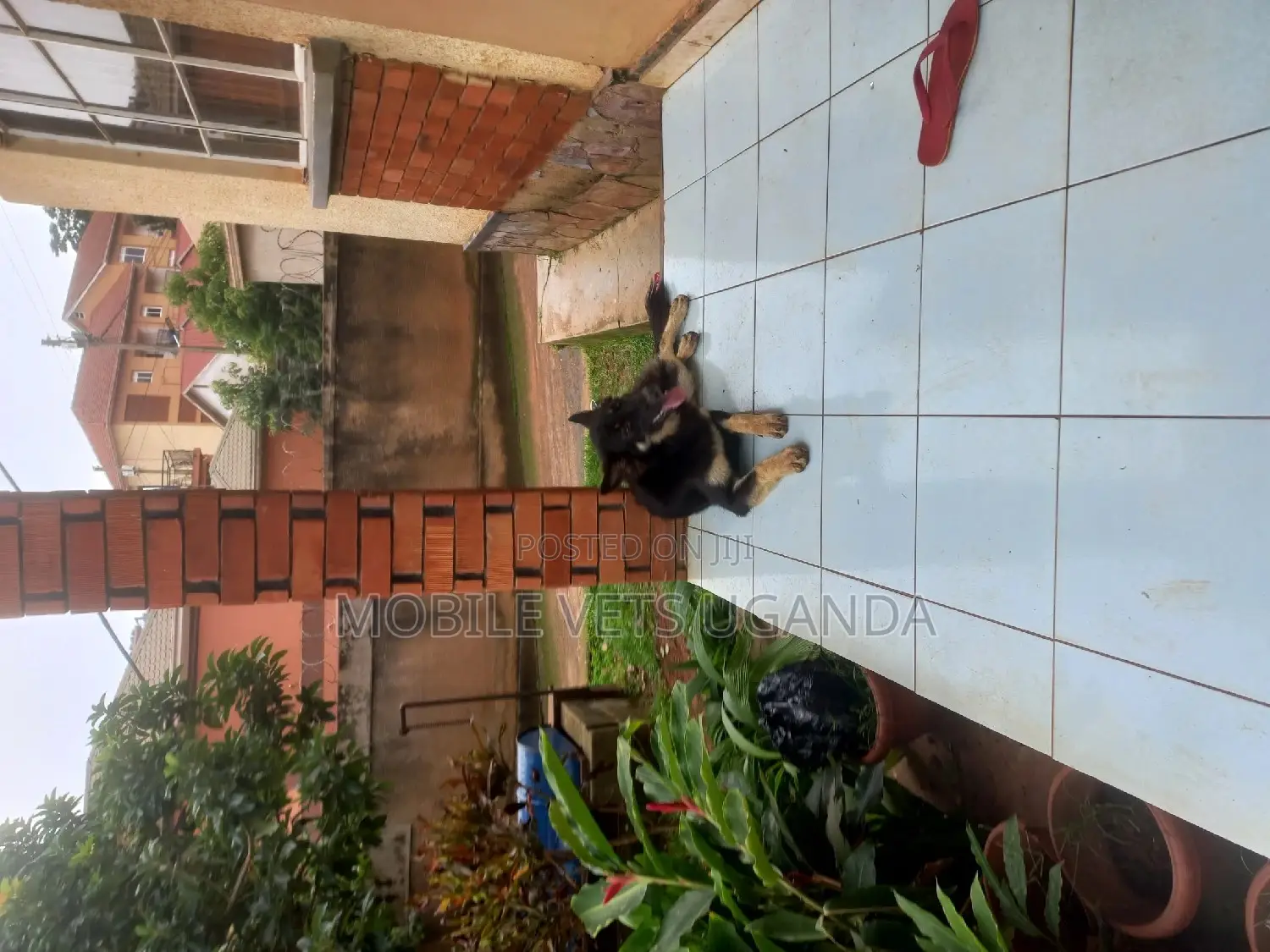 3-6 months Female Purebred German Shepherd