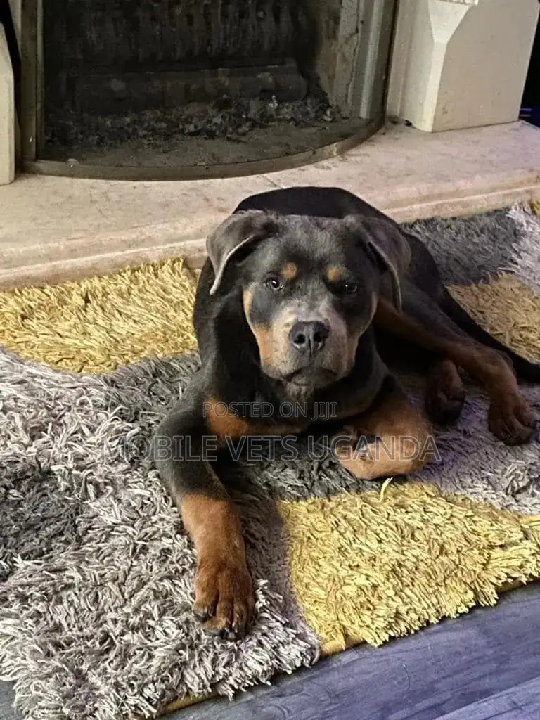 3-6 months Male Purebred Rottweiler