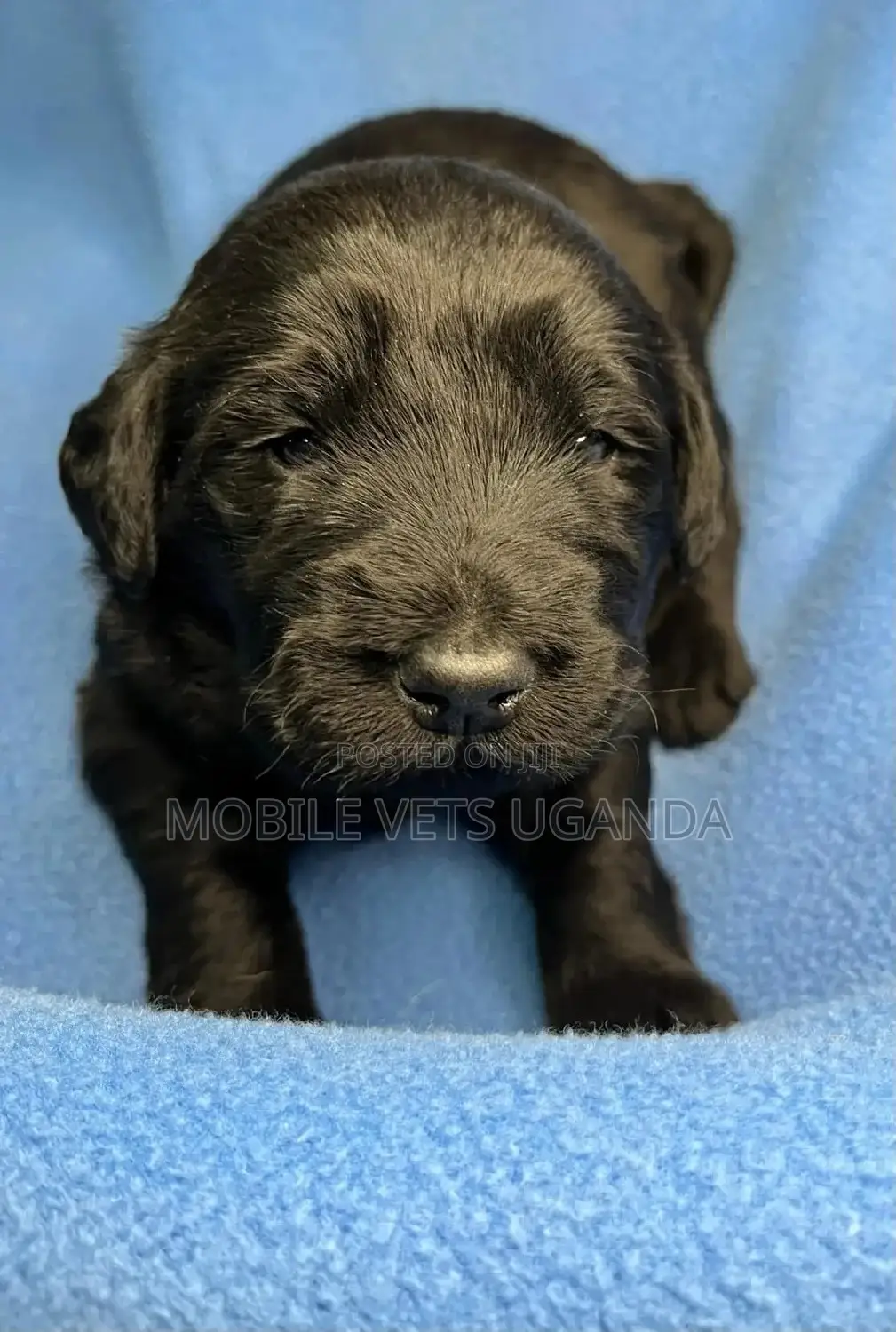 1-3 months Female Purebred English Cocker Spaniel