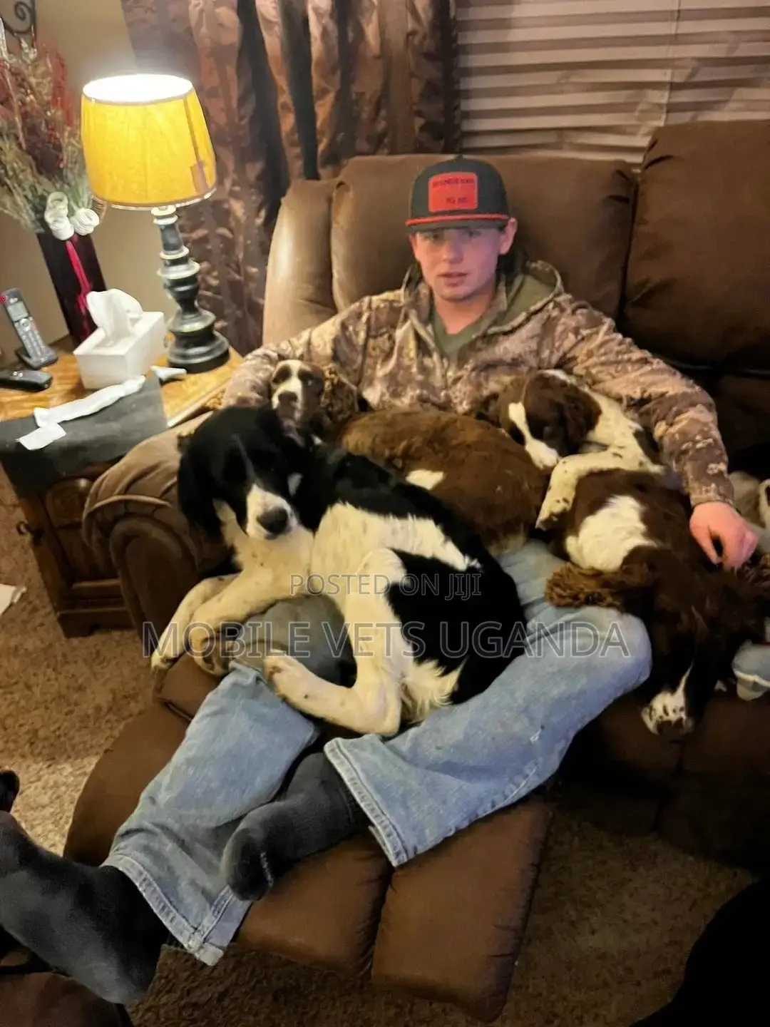 3-6 months Female Purebred English Cocker Spaniel