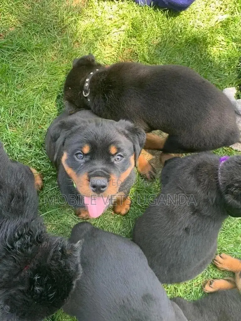 1-3 months Male Purebred Rottweiler