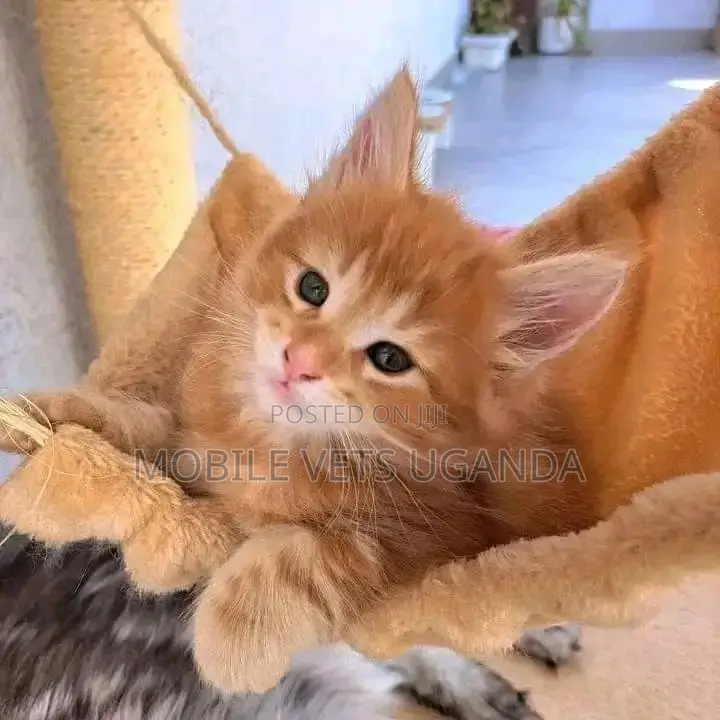 1-3 months Male Purebred Exotic