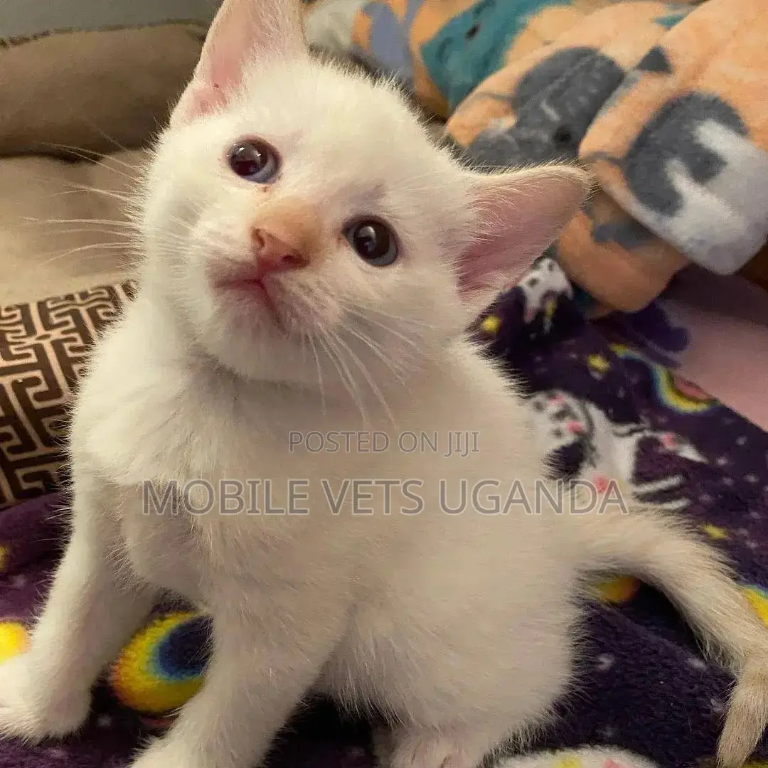 1-3 months Male Purebred Norwegian Forest