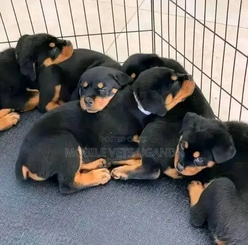 3-6 months Female Purebred Rottweiler