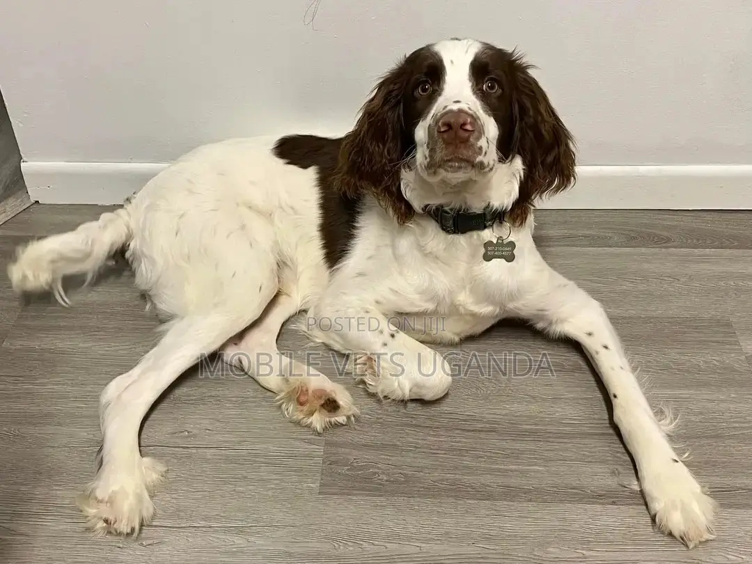 1-3 months Male Purebred English Setter