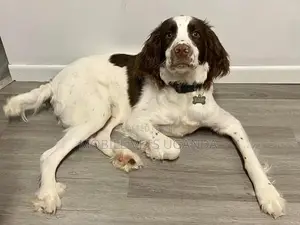1-3 months Male Purebred English Setter