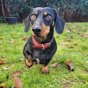1-3 months Male Purebred Dachshund