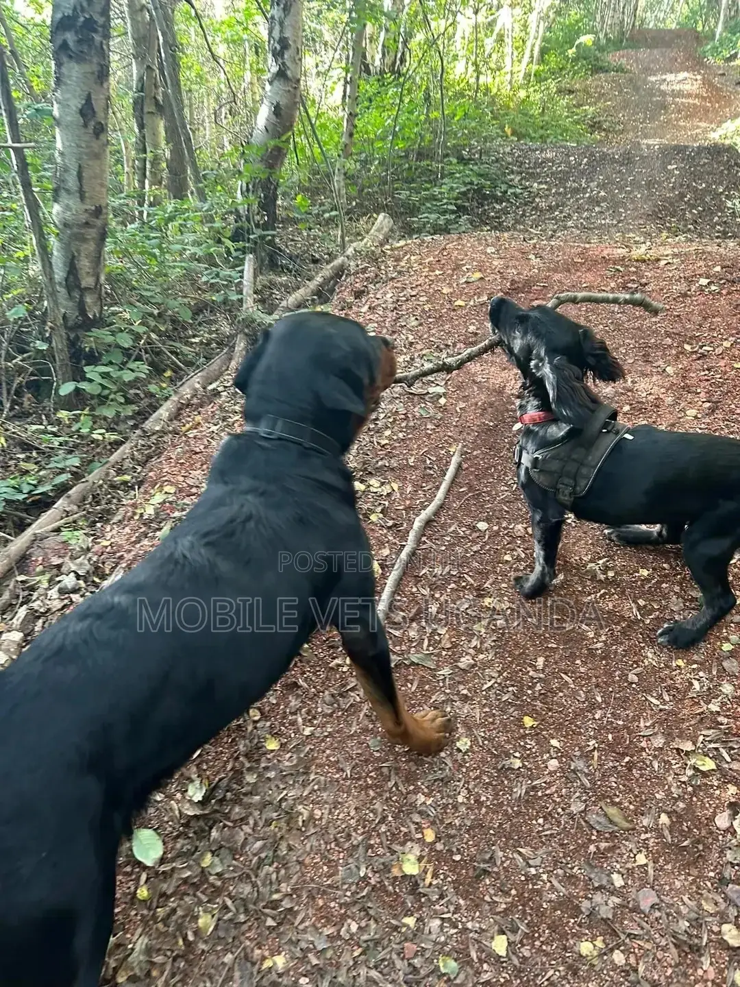 3-6 months Female Purebred Rottweiler