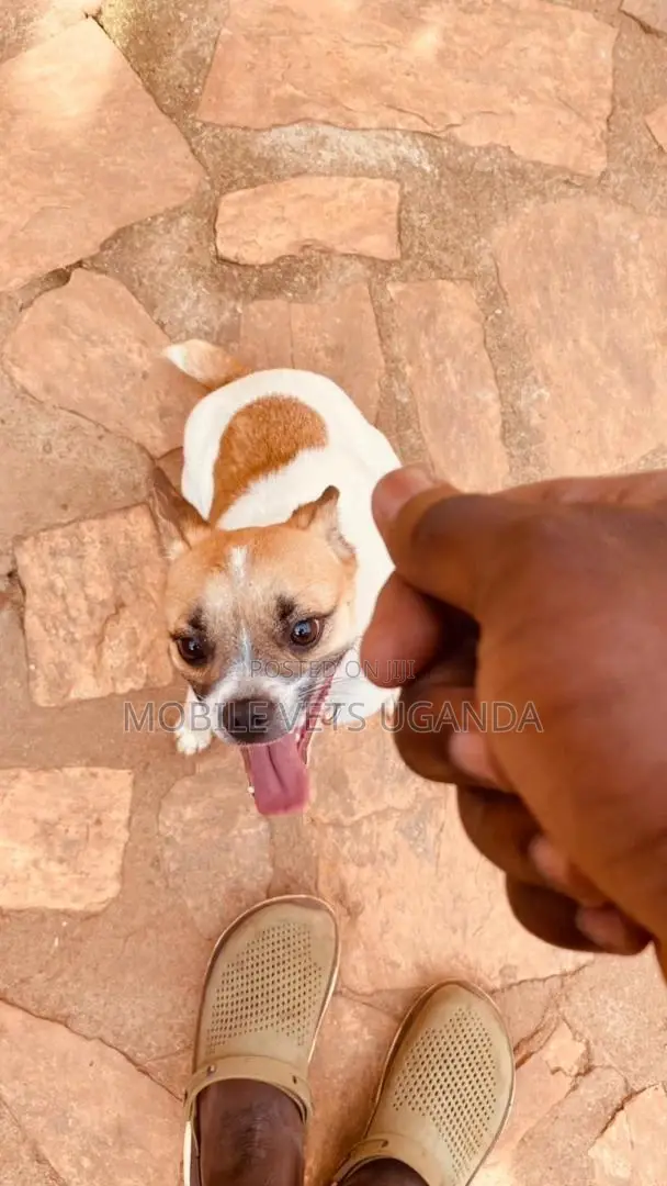 1-3 months Male Purebred Jack Russell Terrier