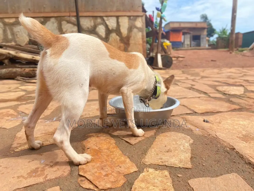 3-6 months Male Purebred Jack Russell Terrier