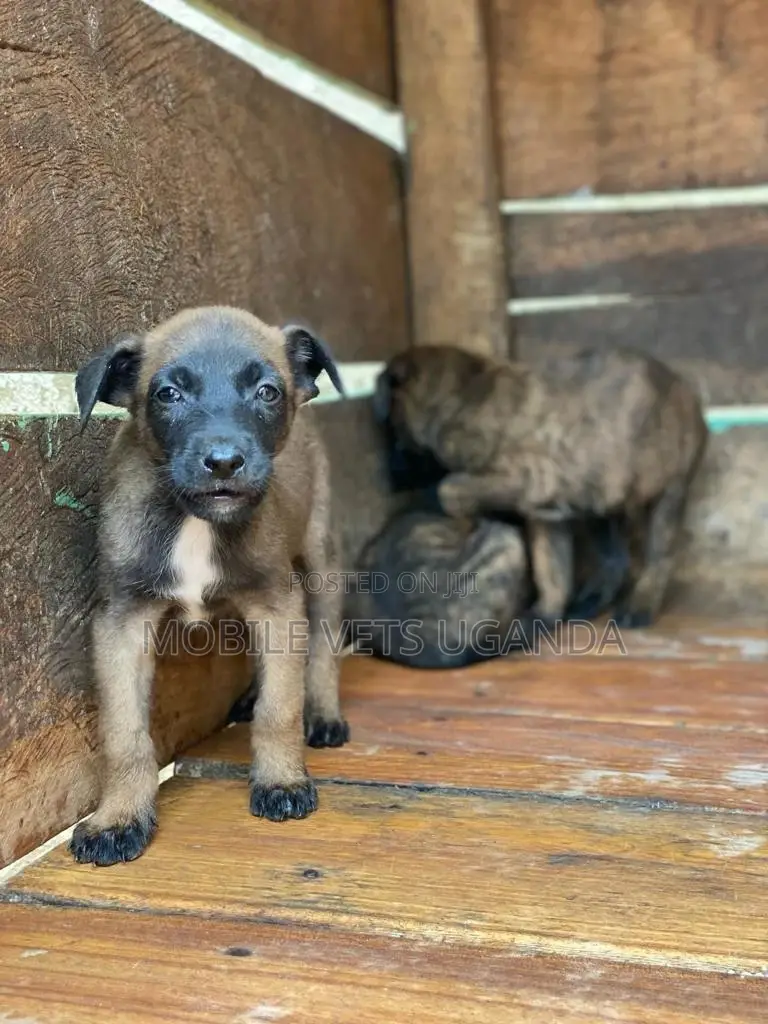 1-3 months Female Purebred Belgian Malinois