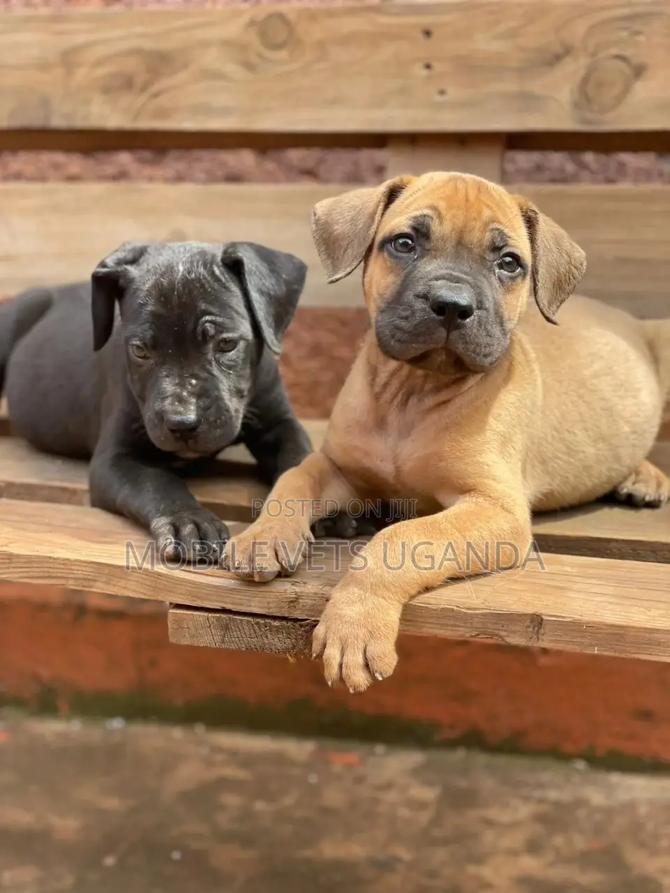1-3 months Male Purebred Boerboel