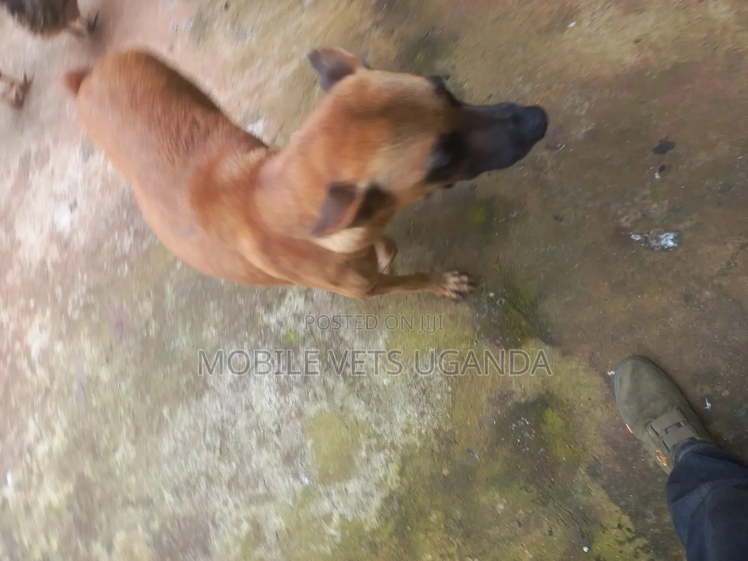 3-6 months Female Mixed Breed German Shepherd