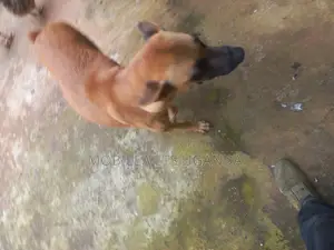 3-6 months Female Mixed Breed German Shepherd