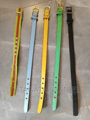 Dog  Collars