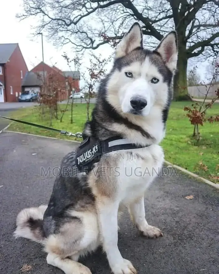 6-12 months Female Purebred Siberian Husky