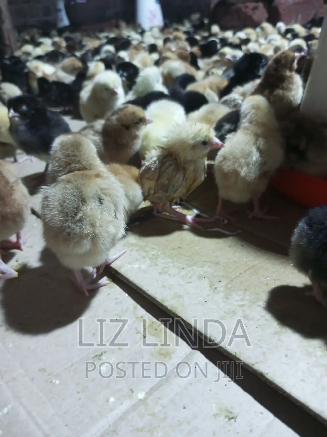 Beautiful Chicks (Day Old).