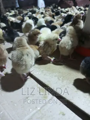 Beautiful Chicks (Day Old).